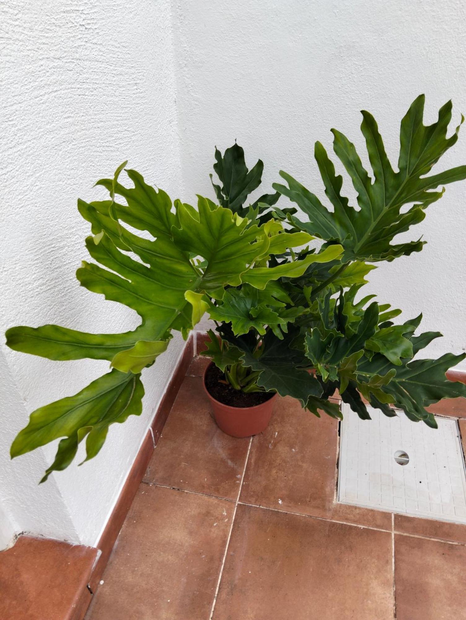 Villa La Casita Arafo Esterno foto